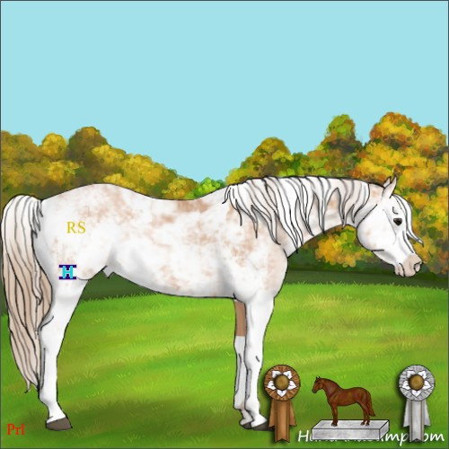 Horse Color:Black Pearl Sabino
