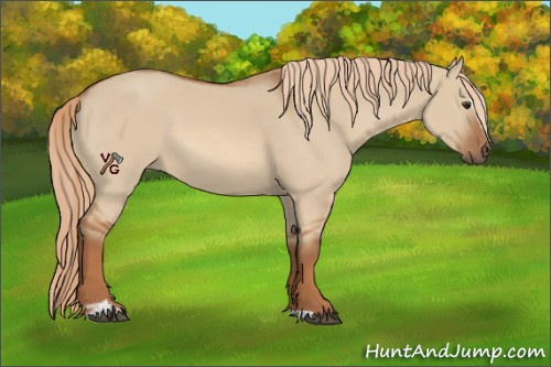 Horse Color:Red Dun Sabino