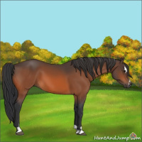 Horse Color:Bay Sabino 