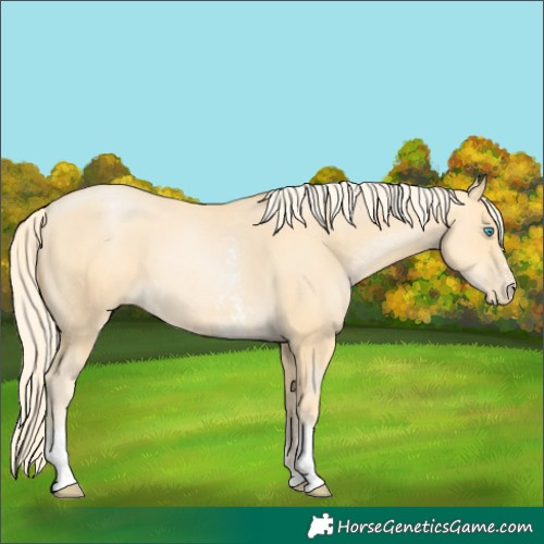 Horse Color:Palomino Pearl Sabino 