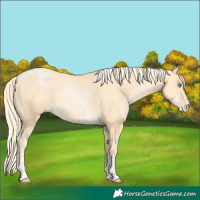 Horse Color:Palomino Pearl Sabino