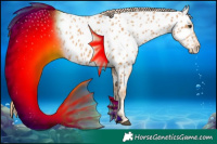 Horse Color:Chestnut Appaloosa 