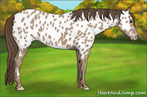 Horse Color:Classic Champagne Appaloosa 
