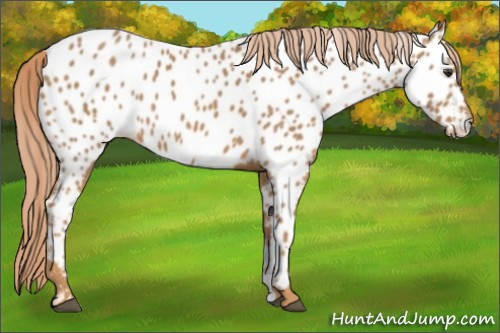 Horse Color:Chestnut Appaloosa 
