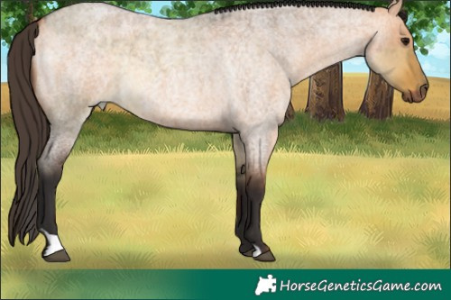 Horse Color:Buckskin Roan Dun Rabicano  and Bay Roan Dun 