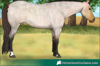Horse Color:Buckskin Roan Dun Rabicano and Bay Roan Dun