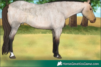 Horse Color:Buckskin Roan Dun Rabicano  and Bay Roan Dun 