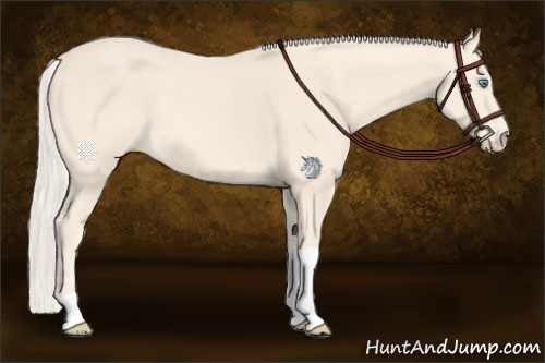 Horse Color:Cremello Tobiano 