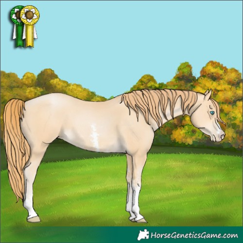 Horse Color:Buckskin Pearl Sabino 