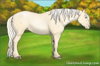 Horse Color:Palomino Pearl Sabino 