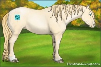 Horse Color:Buckskin Pearl Sabino 