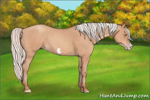 Horse Color:Silver Amber Champagne Frame 