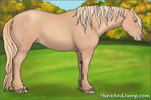 Horse Color:Gold Champagne
