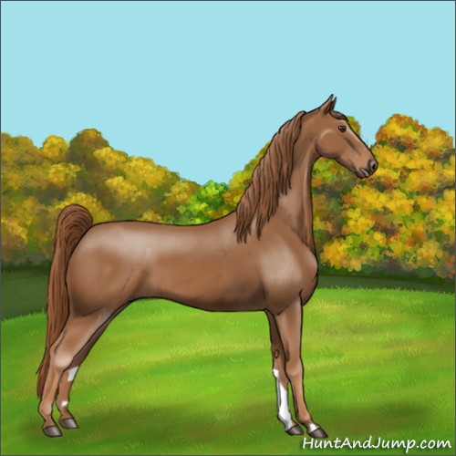 Horse Color:Chestnut 