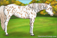 Horse Color:Chestnut Appaloosa 