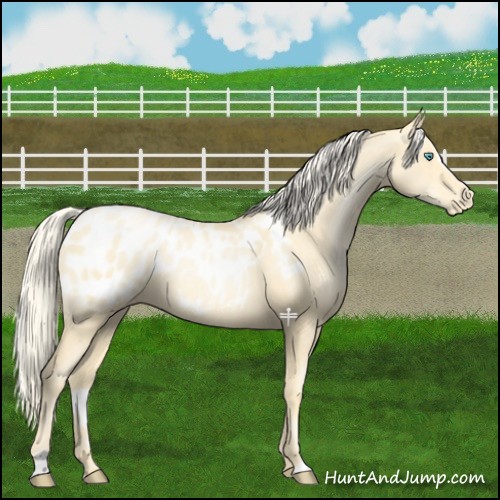Horse Color:Palomino Pearl Sabino Appaloosa 