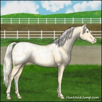 Horse Color:Palomino Pearl Sabino Appaloosa 