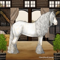 Horse Color:Palomino Pearl Sabino Appaloosa 