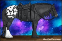 Horse Color:Black Appaloosa