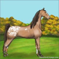 Horse Color:Bay Appaloosa 
