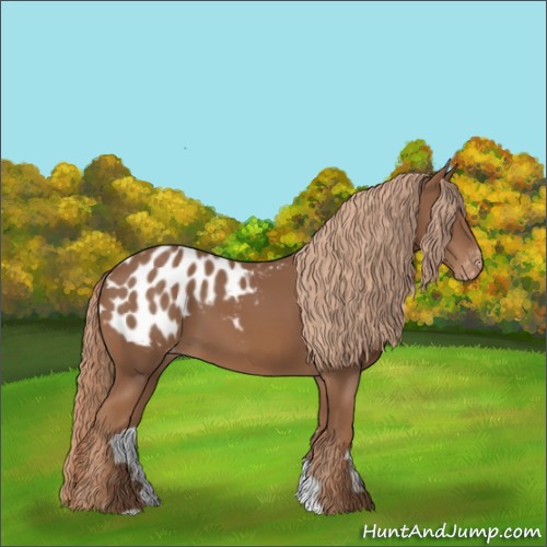 Horse Color:Chestnut Appaloosa 