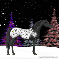 Horse Color:Black Appaloosa 