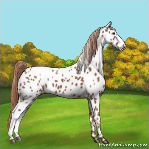 Horse Color:Chestnut Appaloosa