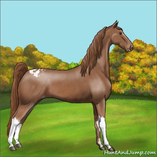 Horse Color:Chestnut Appaloosa 