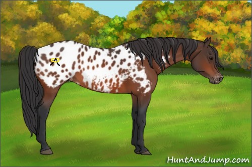 Horse Color:Bay Appaloosa 