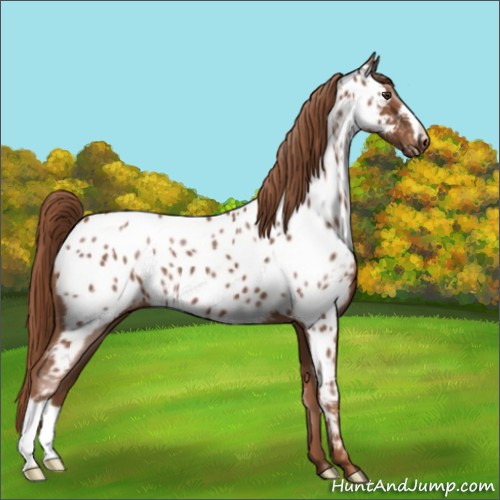 Horse Color:Chestnut Appaloosa 