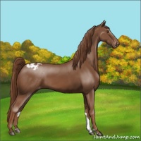 Horse Color:Chestnut Appaloosa 