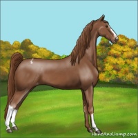 Horse Color:Chestnut Appaloosa 