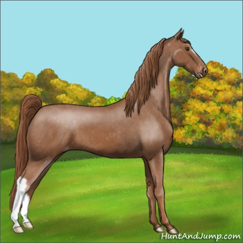 Horse Color:Chestnut Appaloosa