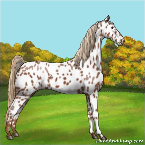 Horse Color:Chestnut Appaloosa