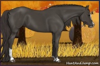 Horse Color:Smoky Black Sabino