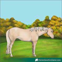 Horse Color:Palomino Pearl Sabino