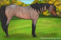 Horse Color:Brown Roan