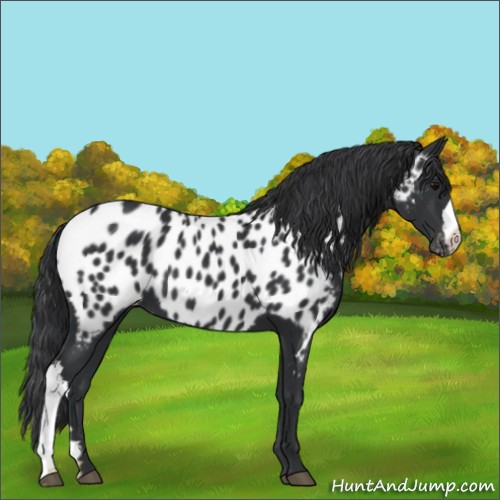 Horse Color:Black Near Leopard 