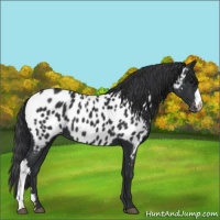 Horse Color:Black Appaloosa