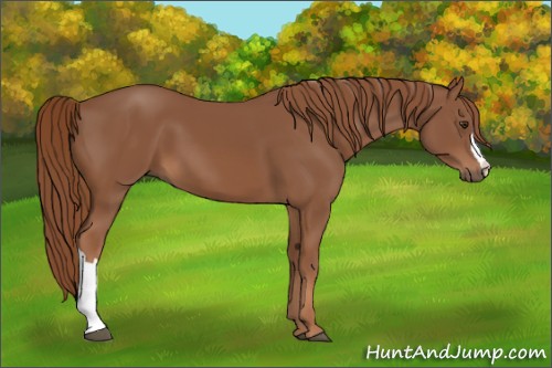 Horse Color:Chestnut 