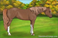 Horse Color:Chestnut 