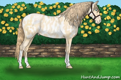 Horse Color:Buckskin Pearl Sabino Tobiano Appaloosa 