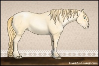 Horse Color:Buckskin Pearl Sabino 