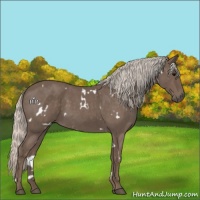 Horse Color:White Spotted Silver Blue Roan 