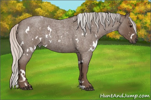 Horse Color:White Spotted Silver Blue Roan
