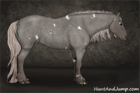Horse Color:White Spotted Silver Blue Roan 