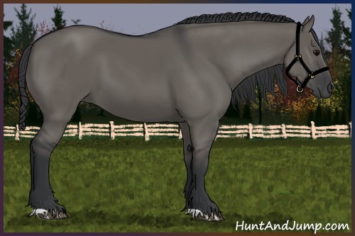Horse Color:Grullo 