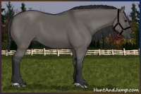 Horse Color:Grullo 