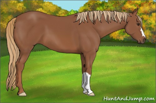 Horse Color:Chestnut 