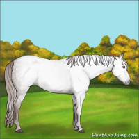 Horse Color:Gray Chestnut 